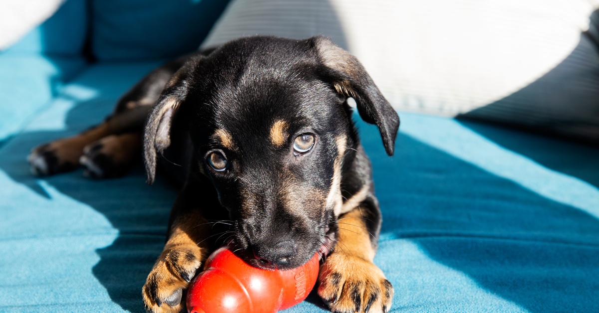 Signs It’s Time To Replace Your Dog’s Chew Toys A black-and-tan puppy sitting in the sunlight on a blue couch and looking up as it chews on the outside of a red chew toy.