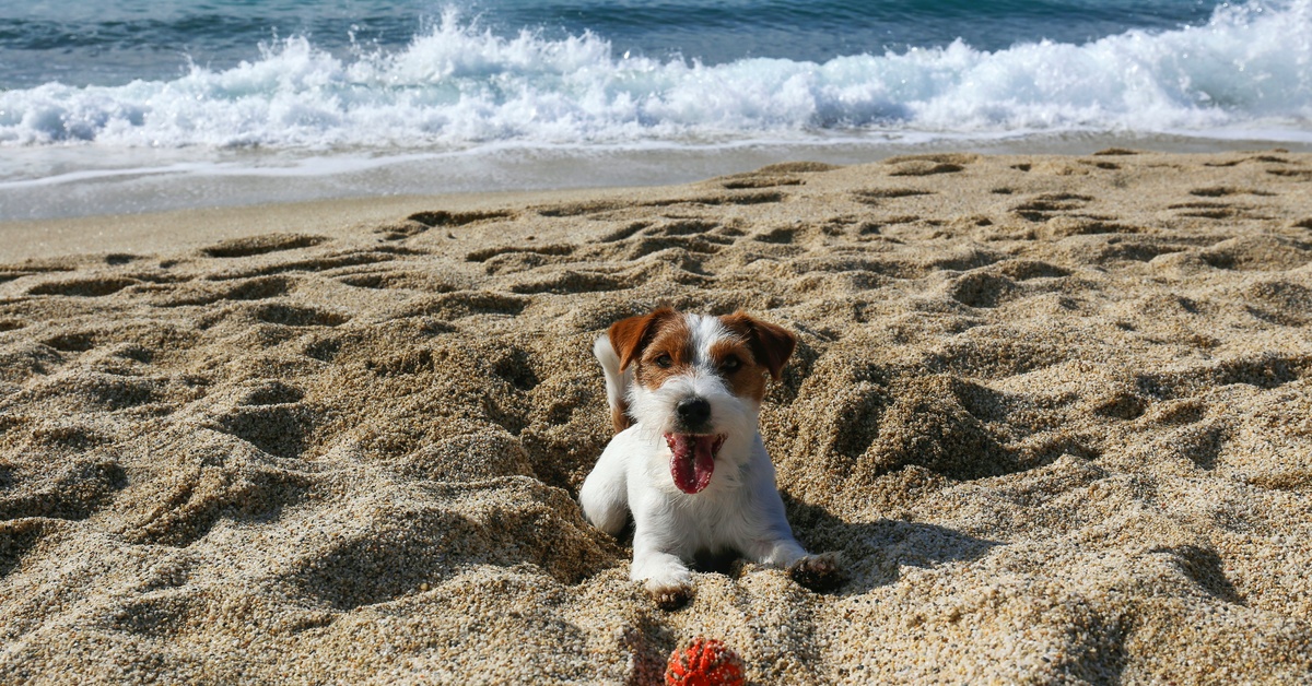 Signs It’s Time To Replace Your Dog’s Chew Toys A wiry Jack Russell terrier laying in the sand at a beach with its bright orange chew toy ball sitting in front of it.