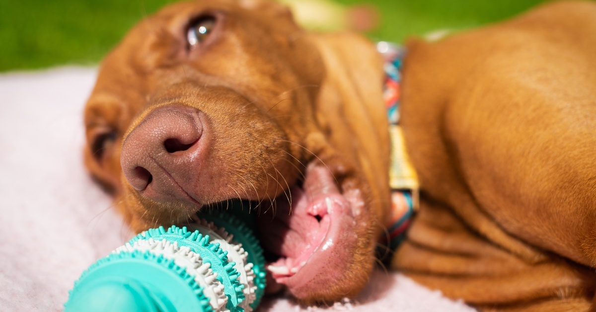 A tan dog laying on its side and idly gnawing on a spiky blue-and-white chew toy while looking at the viewer.