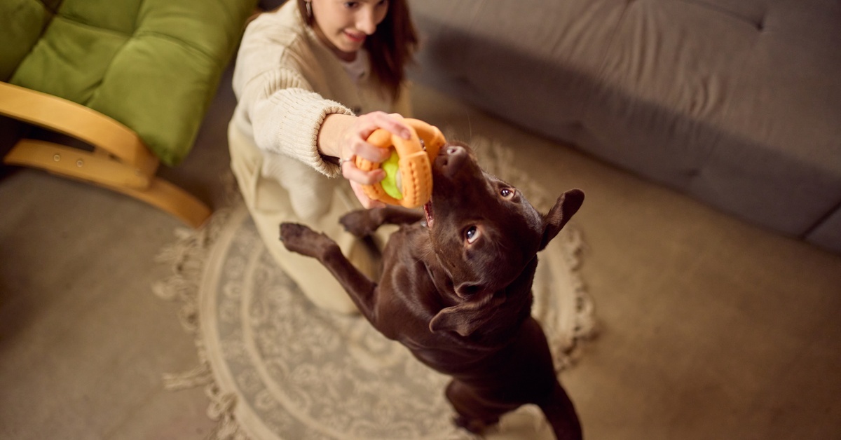 A dog owner holding up a dog's chew toy as a brown dog stands up on its hind legs to chomp on the toy.