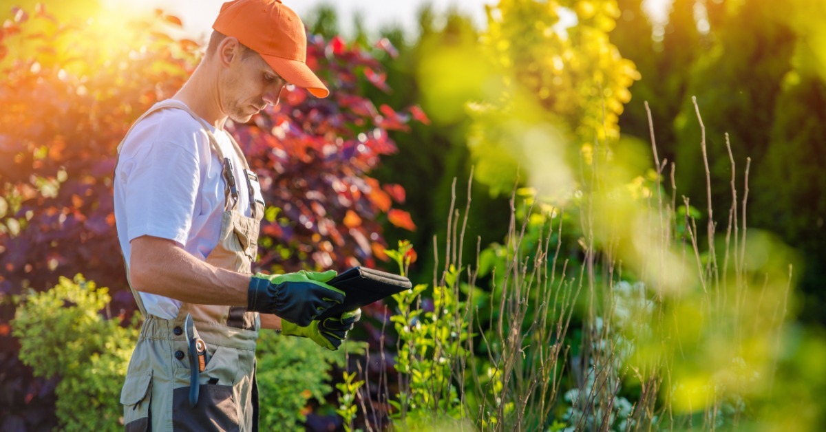 A landscaper or gardener standing in front of short bushes while wearing protective gear and looking at a tablet.