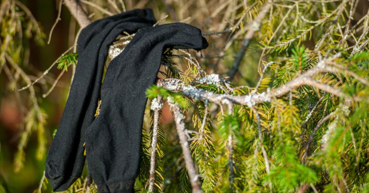 A pair of thin black socks dangling from the stripped branch of an evergreen tree to dry outdoors.