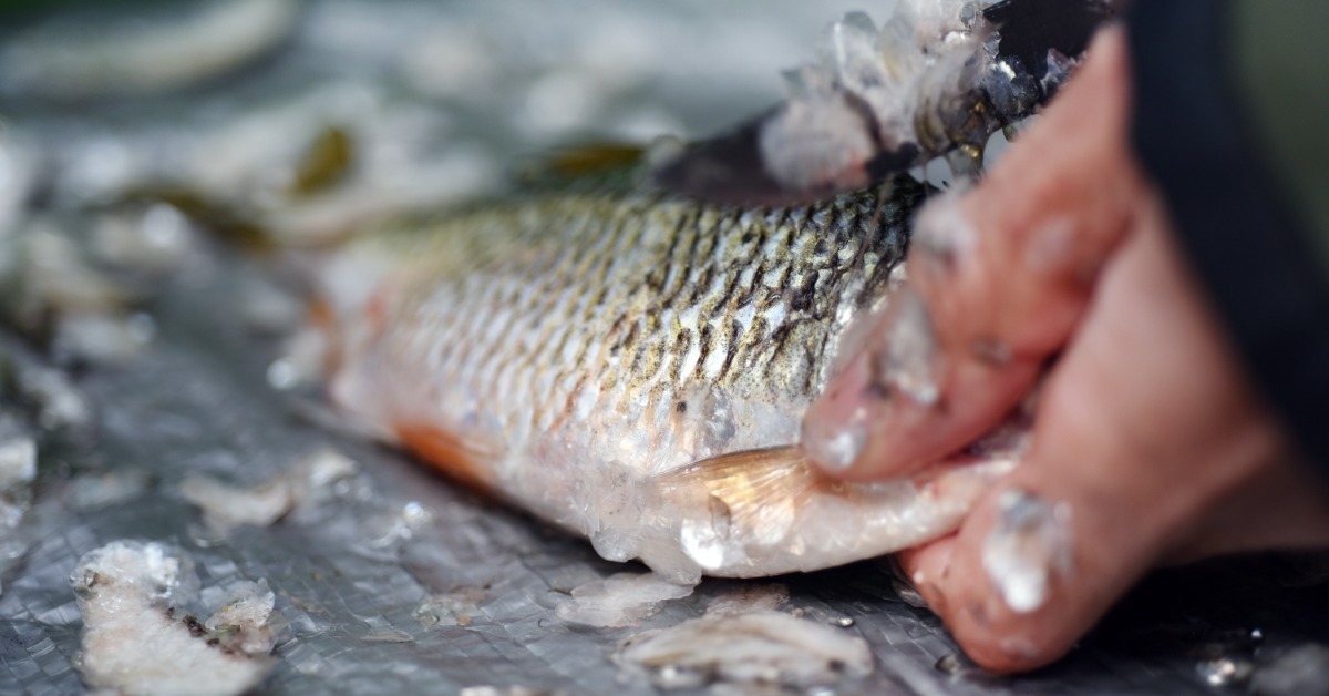 An angler using a small blade to remove the scales from a small fish placed against a gray plastic tarp.