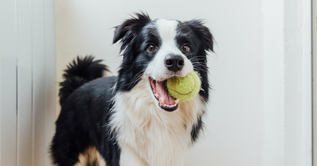 A black-and-white border collie with a medium-length coat. It is holding a well-loved tennis ball in its teeth.