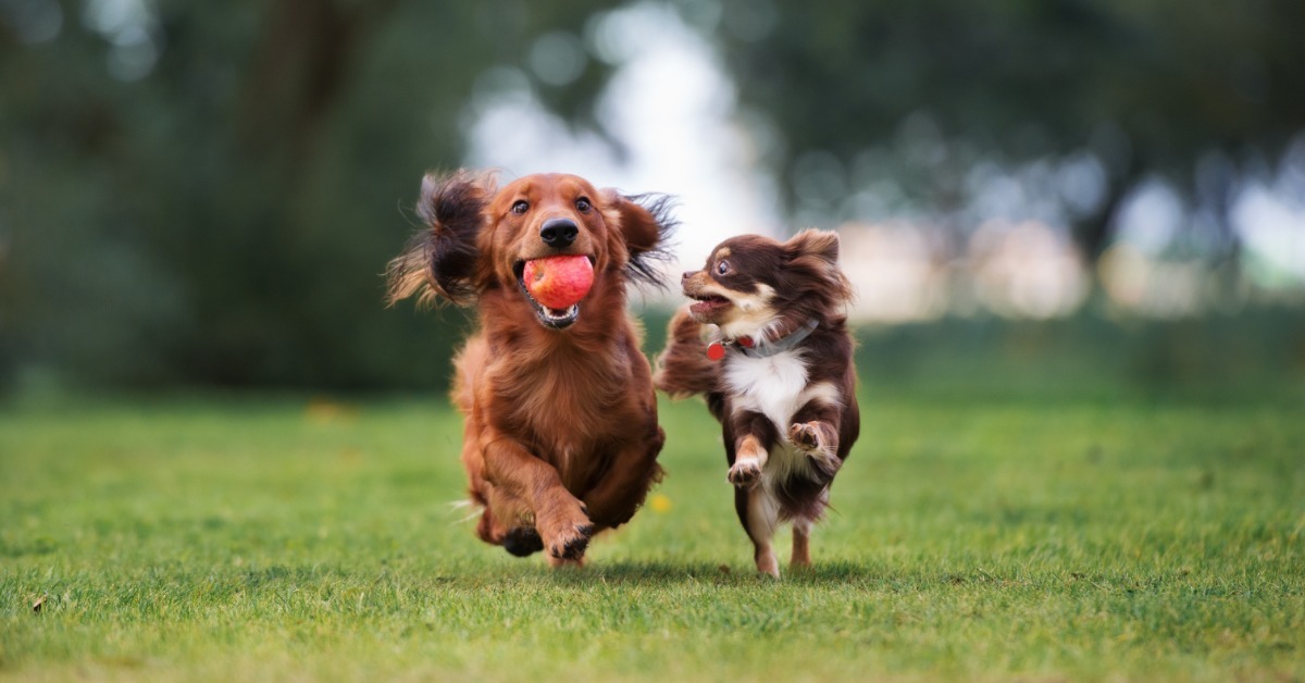 A pair of small dogs running across a well-manicured yard. One dog is holding a ball and the other wants it.