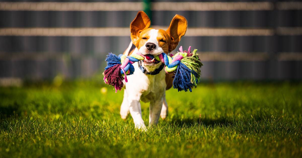 A beagle dog runs in a grassy backyard while holding a multi-colored rope with knots during the day.