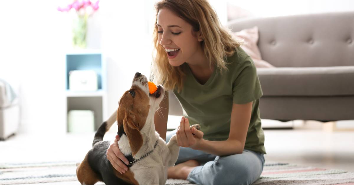 A young woman sits and plays with her beagle dog with an orange toy ball on the floor in the living room.