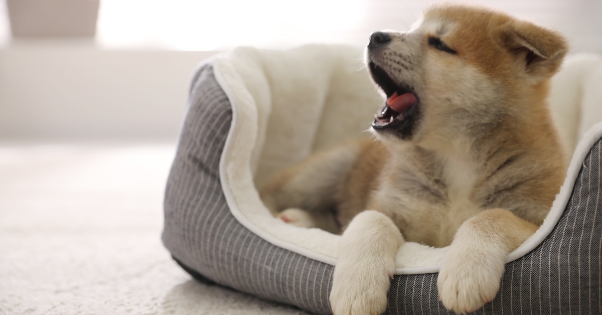 A puppy laying inside a dog bed with raised corners. The puppy has its eyes closed and its mouth wide open.
