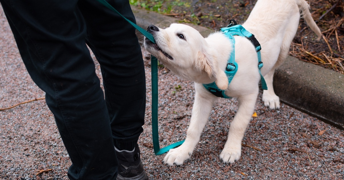 A golden retriever puppy and their owner taking a walk. The puppy is grabbing the leash with their mouth and tugging it.